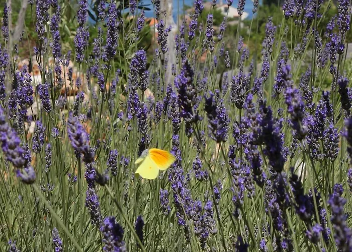 7879d 말리로시니